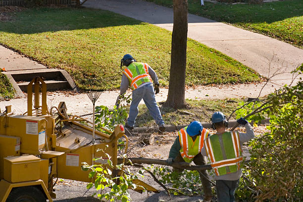 Best Lawn Grading and Leveling  in Cupertino, CA